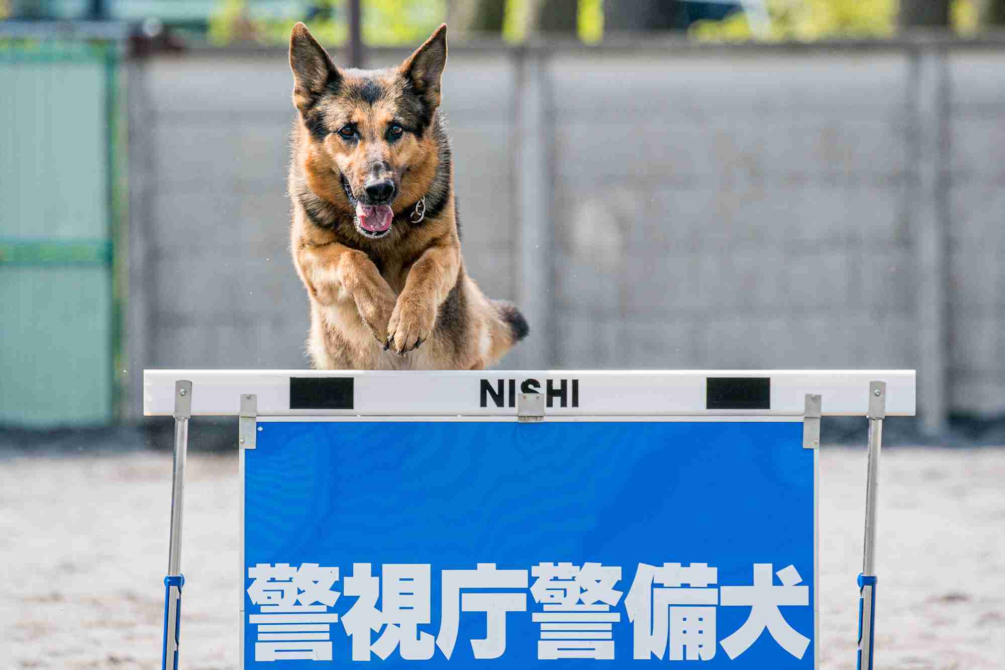 枕のにおい嗅ぎわずか16分、鼻先向けると…　警察犬ヴィクトール号、尼崎で不明者を発見