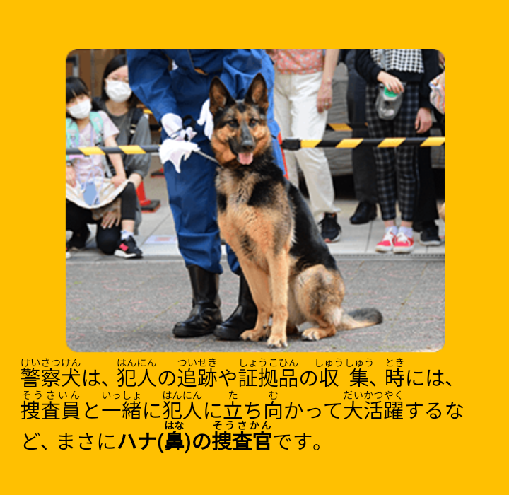 枕のにおい嗅ぎわずか16分、鼻先向けると…　警察犬ヴィクトール号、尼崎で不明者を発見