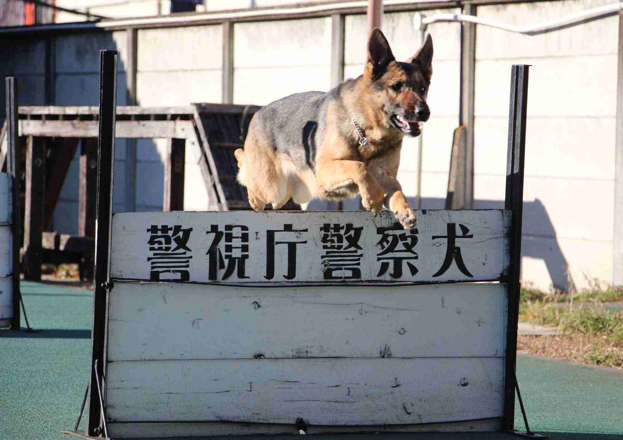 枕のにおい嗅ぎわずか16分、鼻先向けると…　警察犬ヴィクトール号、尼崎で不明者を発見