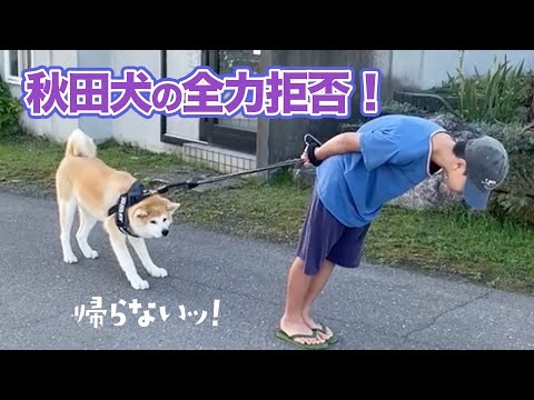 秋田犬のイヤイヤはびくともしない