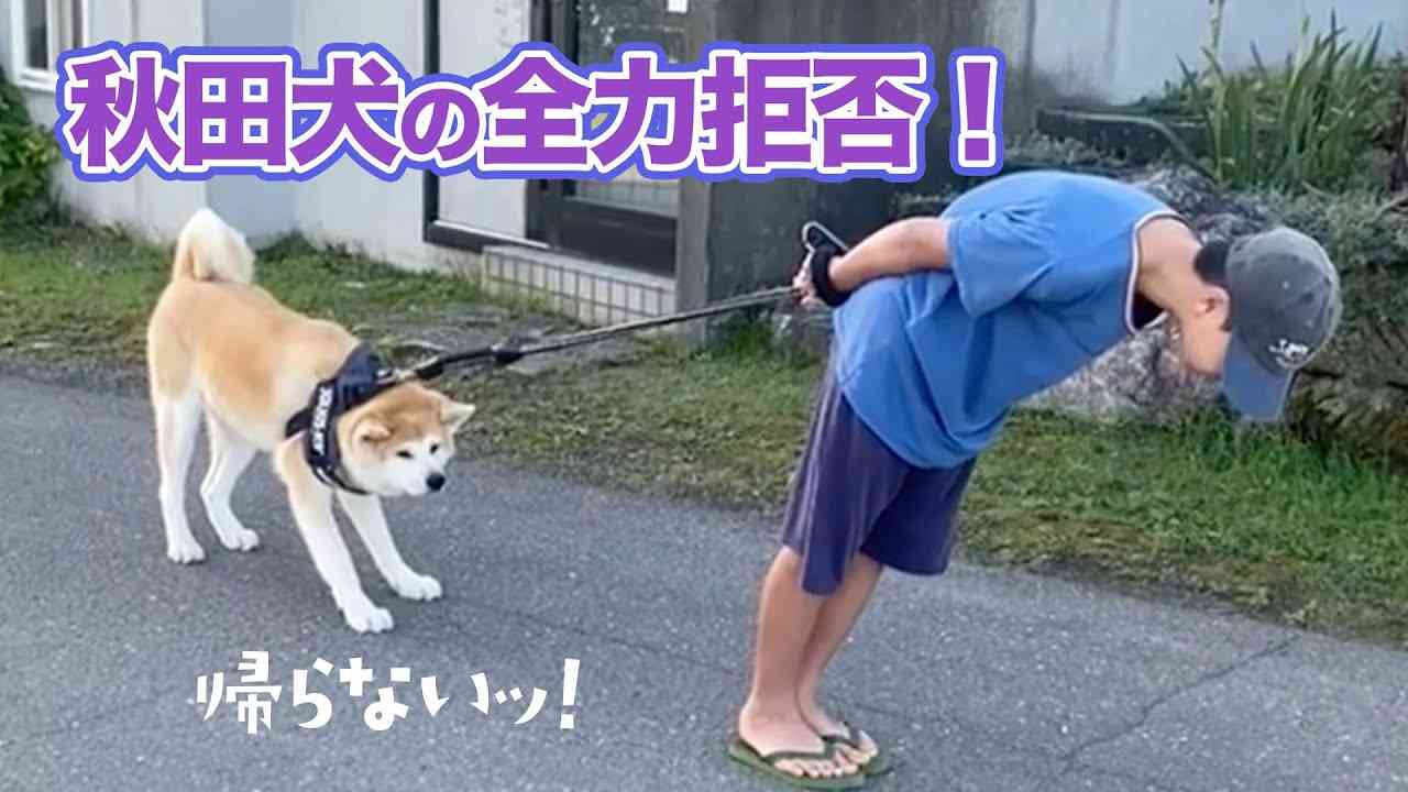 47kgの超大型犬が路上で散歩拒否、飼い主さんとの攻防戦が238万回再生 ストライキする意外な事実が判明