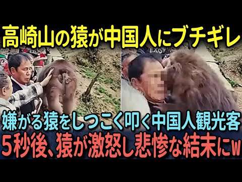 【海外の反応】大分・高崎山自然動物園の猿山で嫌がる猿をしつこく叩きまくる中国人観光客、その直後猿が激怒し悲惨な結末に…w