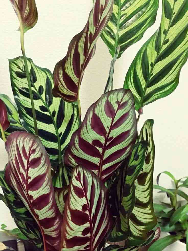 この観葉植物が好き!【観葉植物総合トピ】