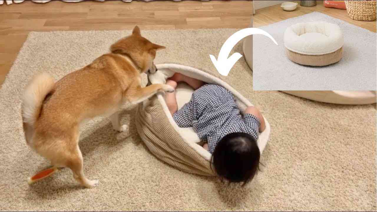 枕のにおい嗅ぎわずか16分、鼻先向けると…　警察犬ヴィクトール号、尼崎で不明者を発見