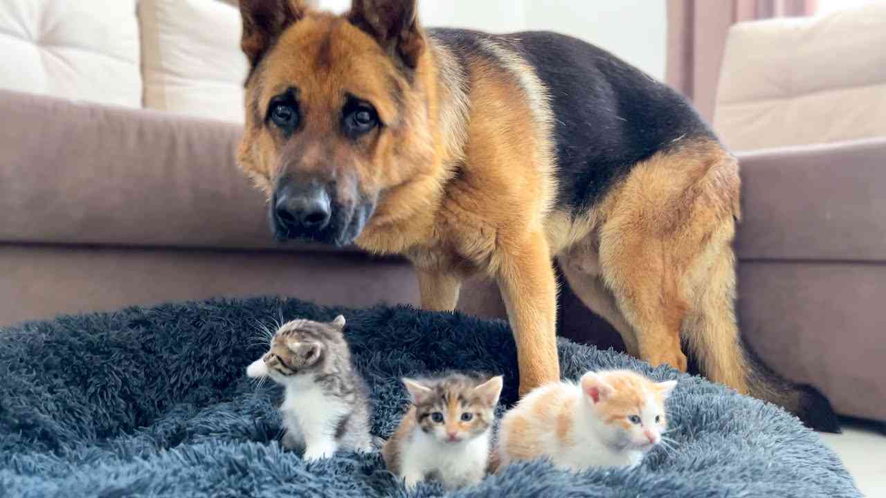 枕のにおい嗅ぎわずか16分、鼻先向けると…　警察犬ヴィクトール号、尼崎で不明者を発見