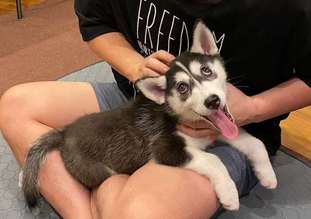 「優しいわんこ…」 ハスキー犬がキツキツのベッドで寝ていた理由 心温まる姿に大反響