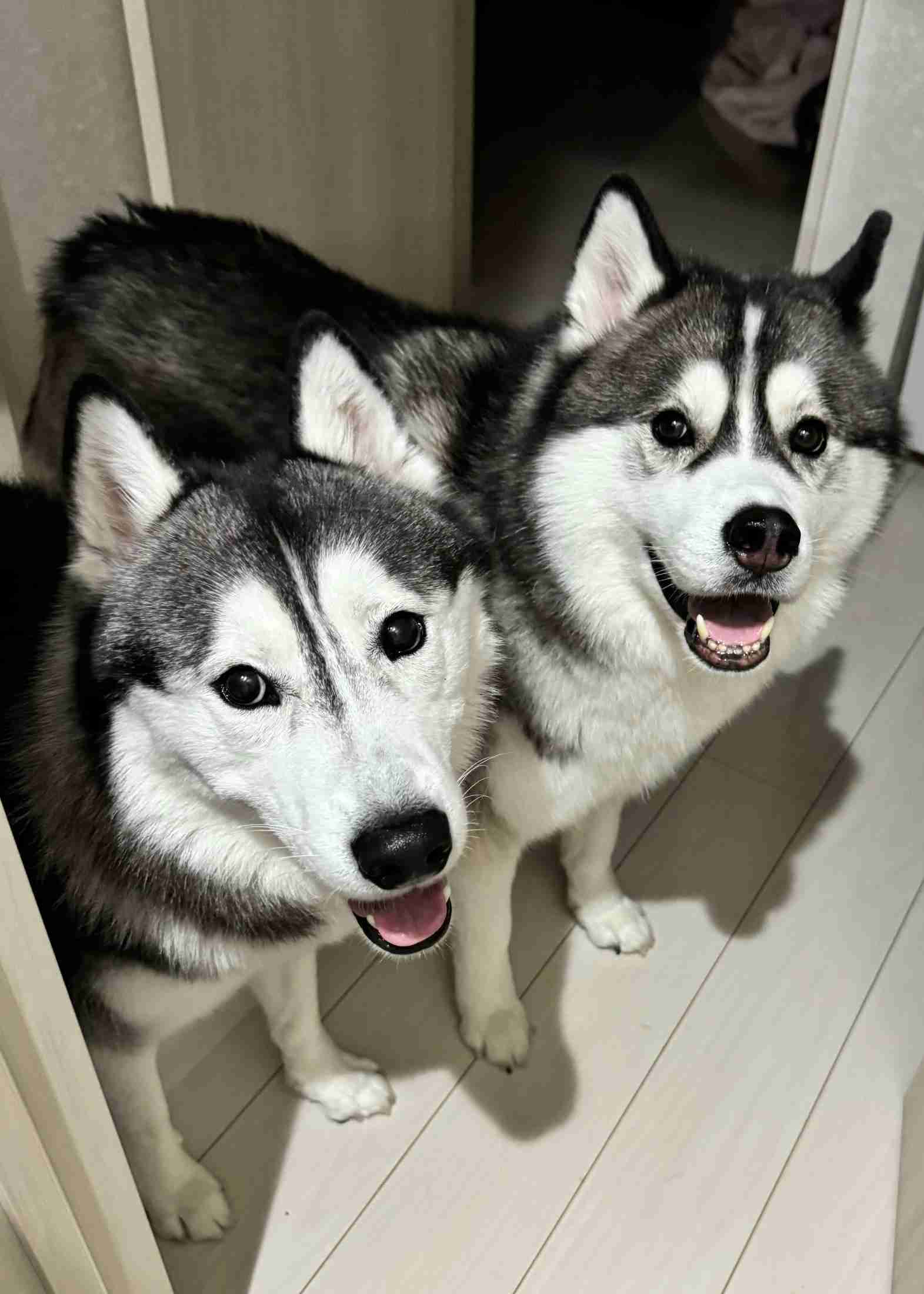 「優しいわんこ…」 ハスキー犬がキツキツのベッドで寝ていた理由 心温まる姿に大反響