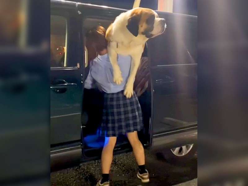 47kgの超大型犬が路上で散歩拒否、飼い主さんとの攻防戦が238万回再生 ストライキする意外な事実が判明
