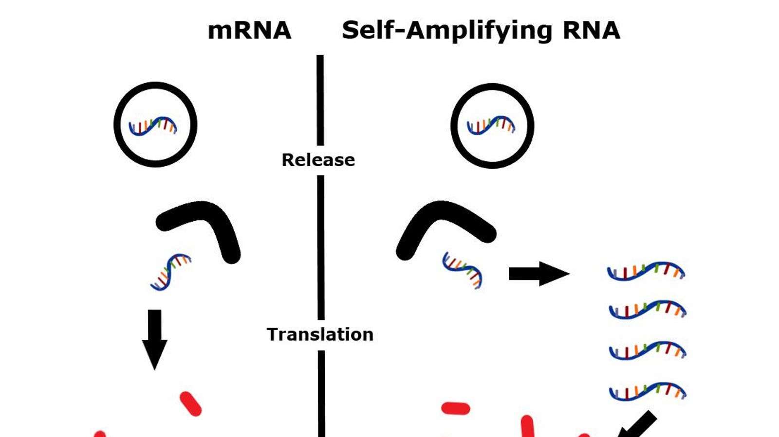 A Better Concept For mRNA Vaccines: Self-Amplification