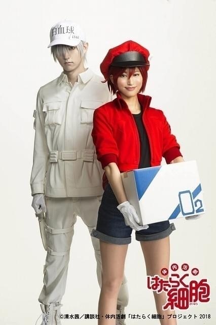 舞台版「はたらく細胞」ビジュアル公開　作中の姿そのままの白血球と赤血球がツーショット : 映画ニュース - 映画.com