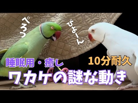 【癒し・睡眠用】ずっと見てたいワカケホンセイインコの謎な動きがカオスすぎる　indianringneck parrot dancing