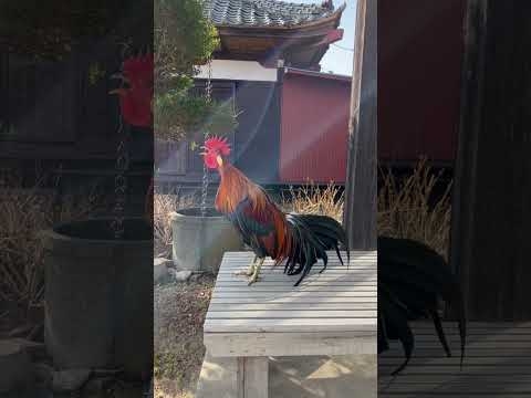 コケコッコーーーーーーーーー