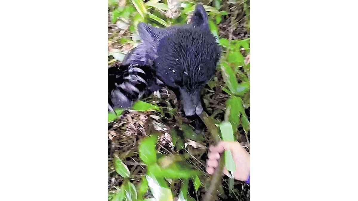 クマに襲われ顔に傷痕、周囲から「出没するのにわざわざ登山した人」と心ない言葉 : 読売新聞