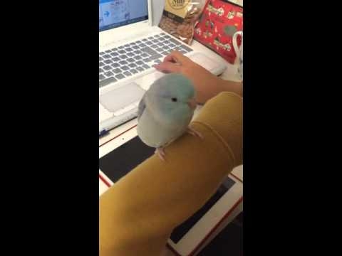 チュッチュッチュー、マメルリハ