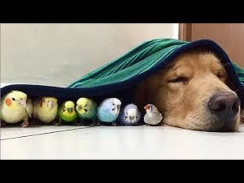 【鳥】スケボーを楽しむ鳥やリフティングをする鳥が面白い！【面白い】~funny bird~
