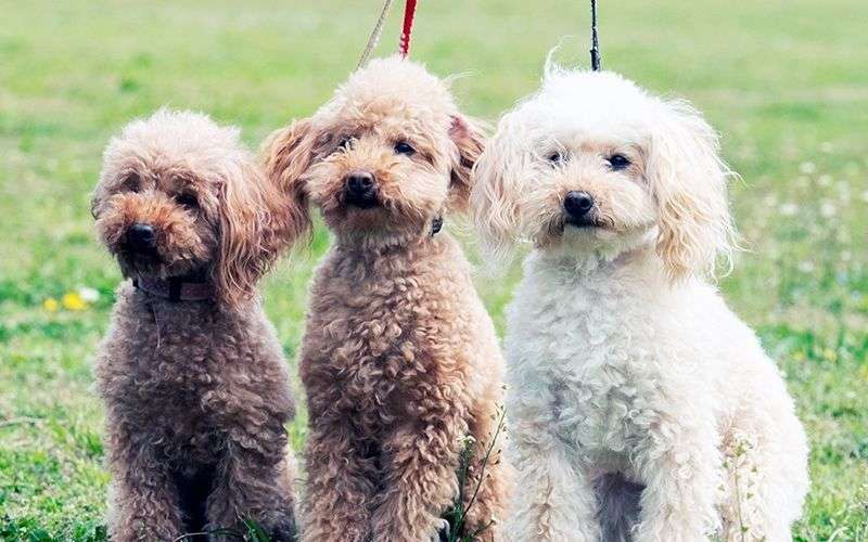 「一滴の血に反応し…」飼育放棄されていたトイプードルが “優秀警察犬” になるまで
