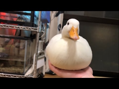 Our Pet Call Duck is Swayed Gently.