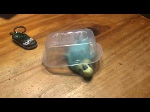 頭が良いのか悪いのかわからないインコ