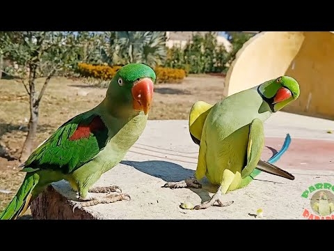 Shafin the Dancing Parrot