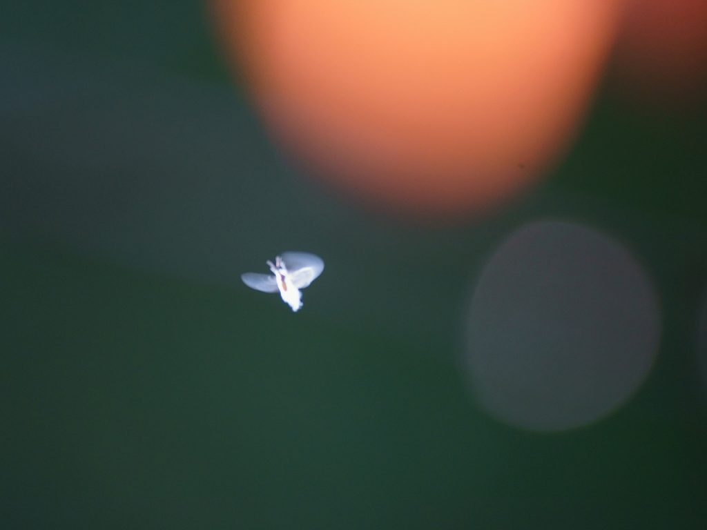１分でわかる雪虫（ユキムシ）の謎 | ニセコの宿 カシノヤ