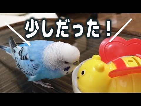 【お喋り】自分のオヤツが少しだということを知ってしまったインコ　Budgie Finds out His Snack Isn