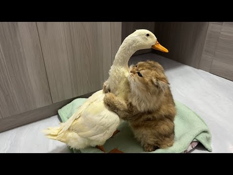 So funny and cute?!The duck went all out to find the kitten and let the cat hold him close to sleep