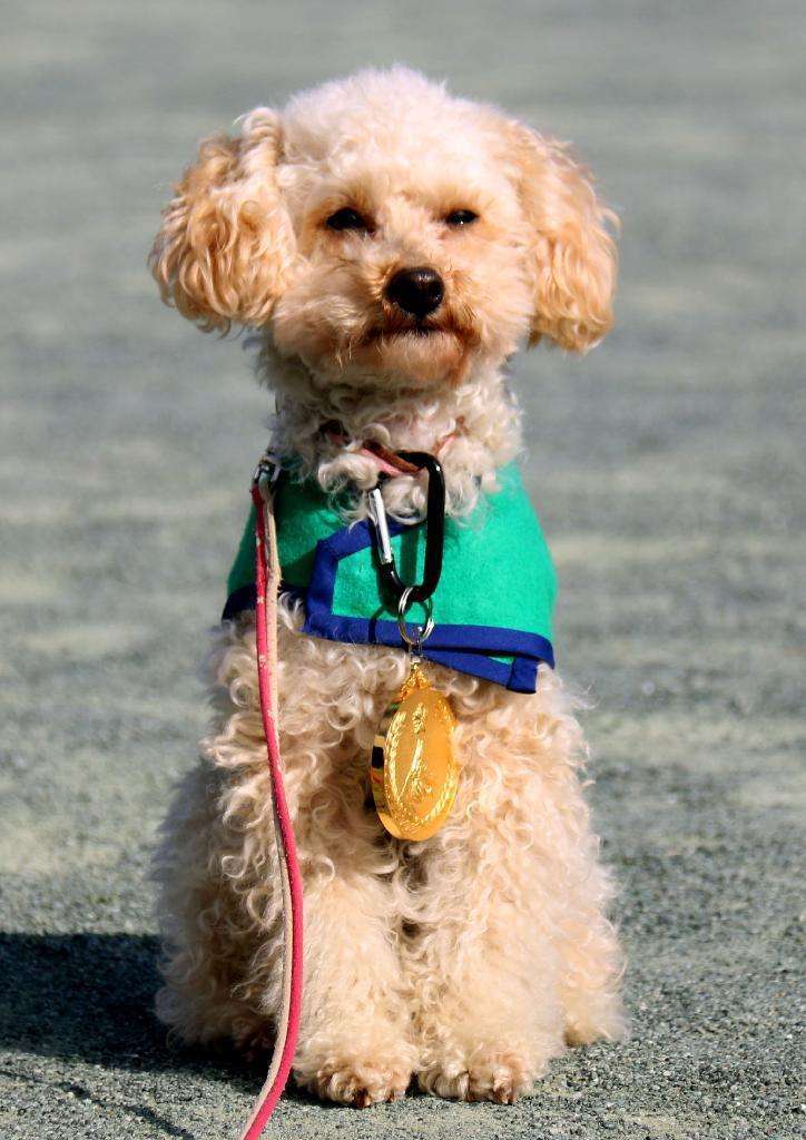 30分前まで食事…行方不明に　におい嗅ぎ、1時間で見つけた警察犬
