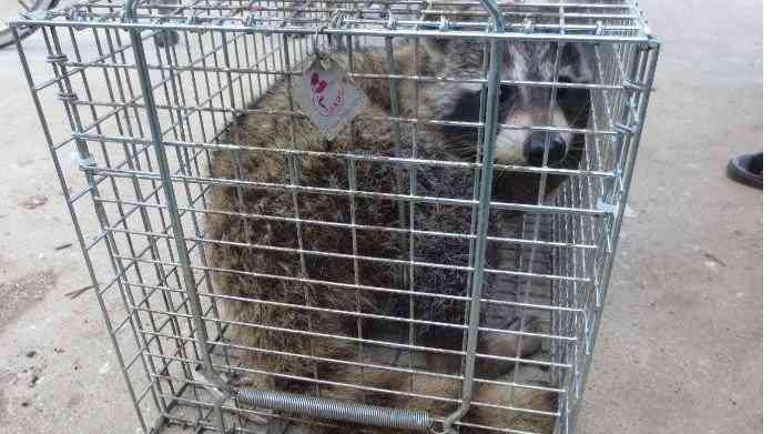  “害獣”アライグマが東京23区内でも急増中！ 指を食いちぎる凶暴さ、感染症の恐れも…「繁殖力が強く家の屋根裏に棲みついてしまう」被害総額は４億円超 | 集英社オンライン | ニュースを本気で噛み砕け