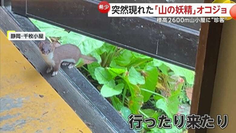 【山の妖精】標高2600メートル！山小屋に準絶滅危惧種のオコジョが現れる…好奇心で小屋に来訪か　静岡市・千枚小屋