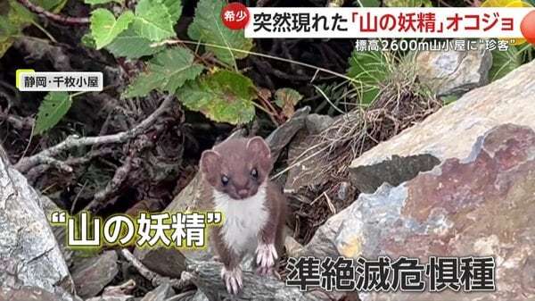 【山の妖精】標高2600メートル！山小屋に準絶滅危惧種のオコジョが現れる…好奇心で小屋に来訪か　静岡市・千枚小屋