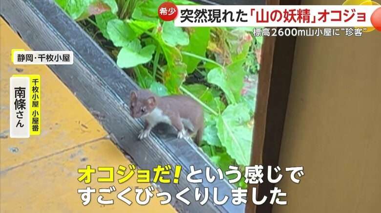 【山の妖精】標高2600メートル！山小屋に準絶滅危惧種のオコジョが現れる…好奇心で小屋に来訪か　静岡市・千枚小屋