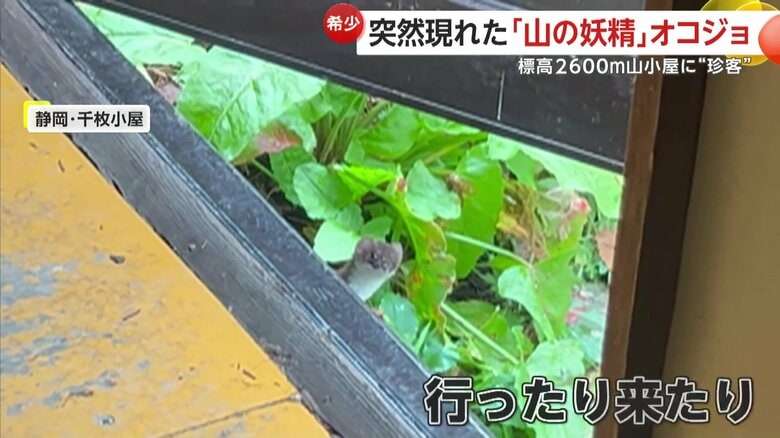 【山の妖精】標高2600メートル！山小屋に準絶滅危惧種のオコジョが現れる…好奇心で小屋に来訪か　静岡市・千枚小屋