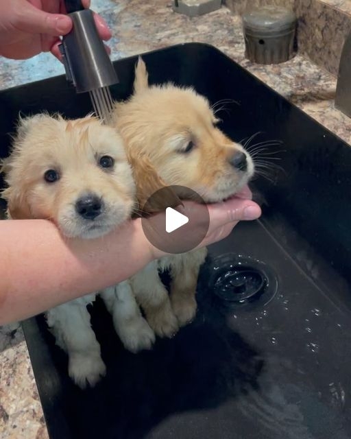 Christina Marie Clark Shanahan | Double Spa Day! Our keepers Pearl and Sydney from our Iron Hill’s Laney Lou and GCHP CH. Hillock's Jack Daniel's RA,JH,WCX,RATN,RATI,...