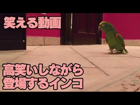 【笑える動画】高笑いしながら 登場するインコ