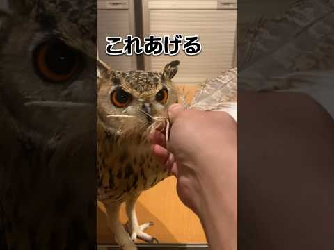 飼い主が好きすぎて自分の羽をプレゼントするフクロウ
