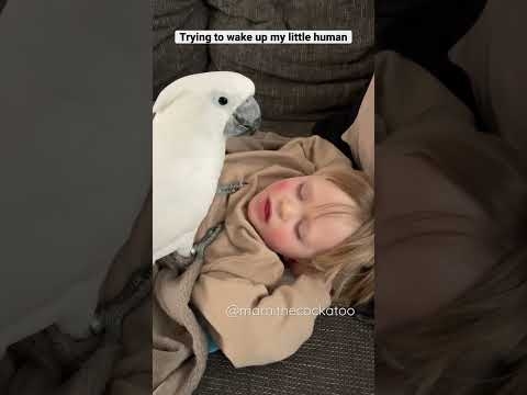 When Marni the Cockatoo wants to wake up his human brother Rémi. ?