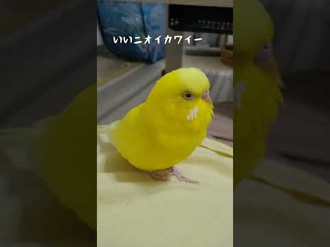 最後に主を震え上がらせるトリ