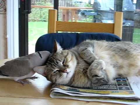 Bird annoying cat (troll dove)
