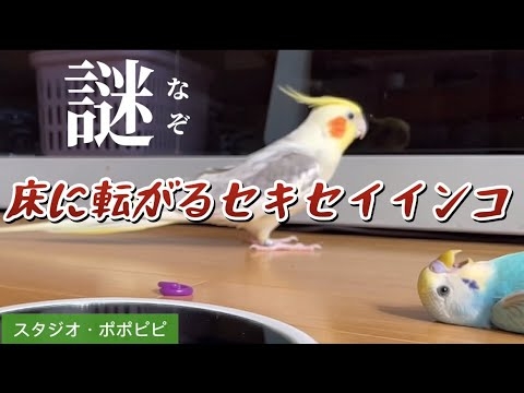 【謎】床に転がるセキセイインコ  #セキセイインコ　#オカメインコ　#コザクラインコ