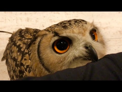 飼い主に甘えるフクロウ