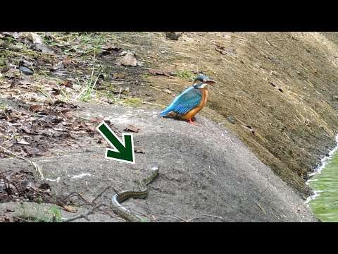 ヘビがカワセミに接近！
