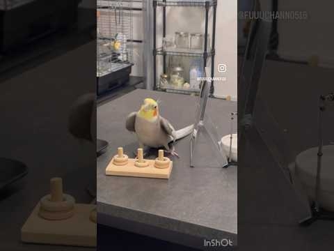 おしゃべり全レパートリーです?オカメの風太