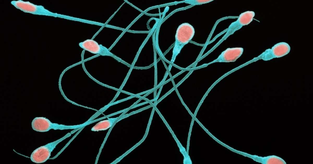 ヒトの精子の減少加速　70年代から6割減、打つ手見えず　ナショナルジオグラフィック - 日本経済新聞