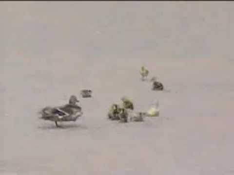 DUCK AND HER DUCKLINGS VS VERY STRONG WIND