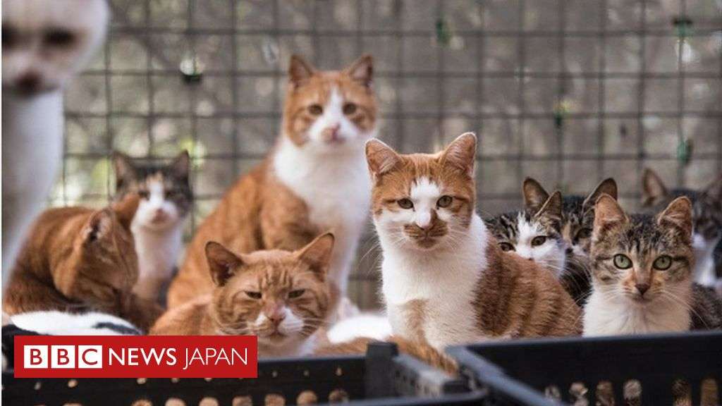 猫1000匹を警察が救出、「豚肉」などとして違法取引　中国 - BBCニュース