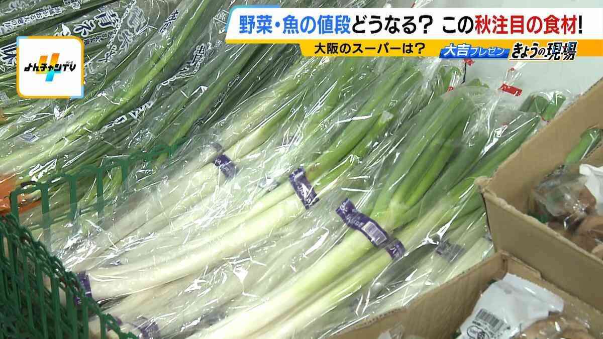 「野菜は今、安いものがない」白菜1玉298円、白ネギ1束248円　　一方で「サンマ」や「カツオ」などの魚は狙い目！？