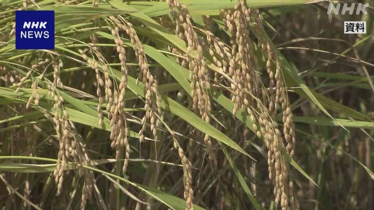 コメの作柄「やや良」の見通し 高値続く価格への影響に注目 | NHK | 農林水産省