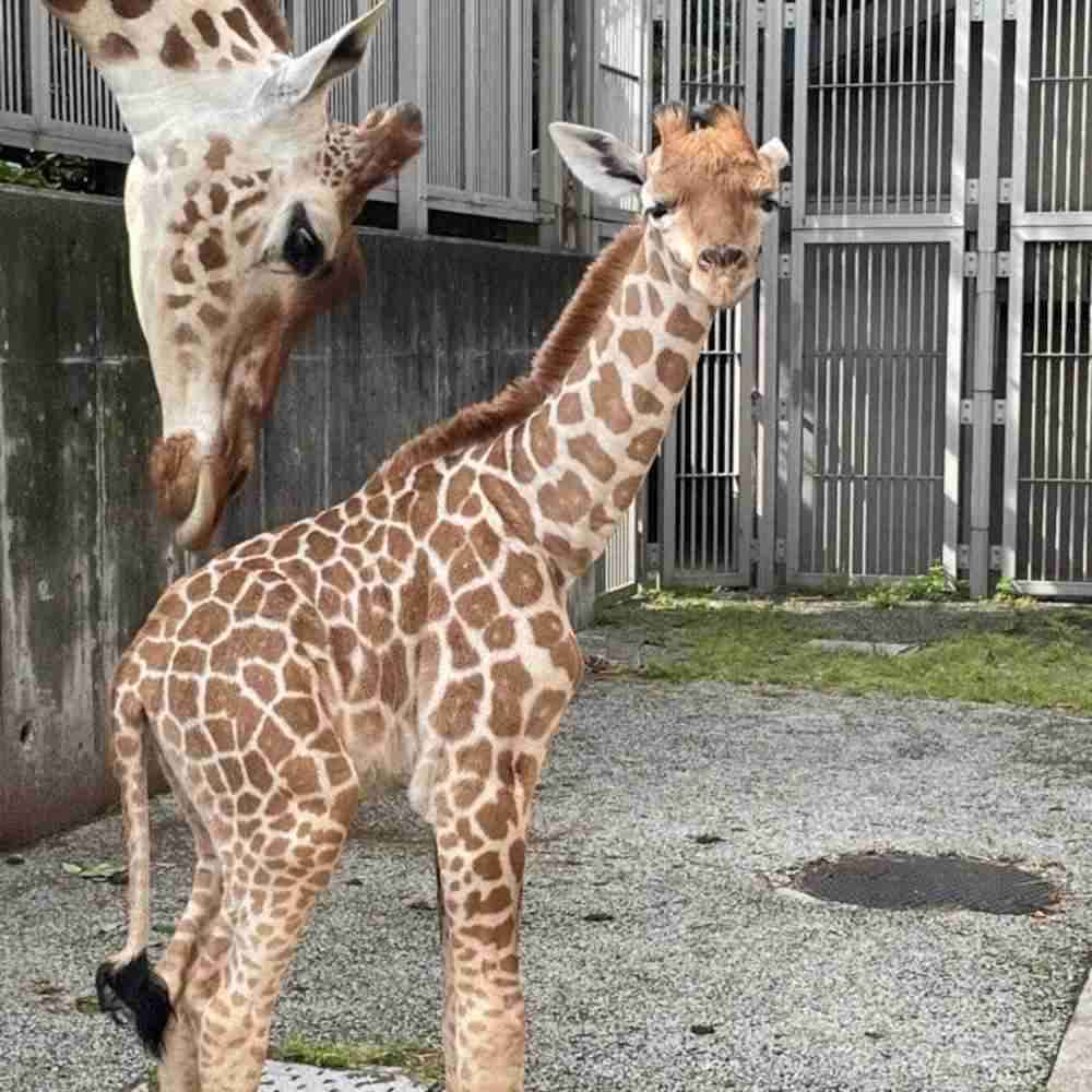 天王寺動物園のキリンの赤ちゃん死ぬ　6日前に誕生、名前が決まる前に…