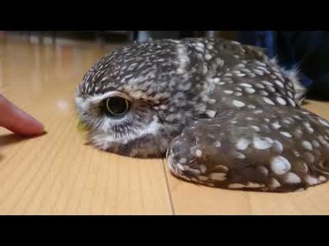 やる気ないフクロウ