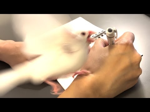 飼い主がボールペンを使うとブチギレる文鳥